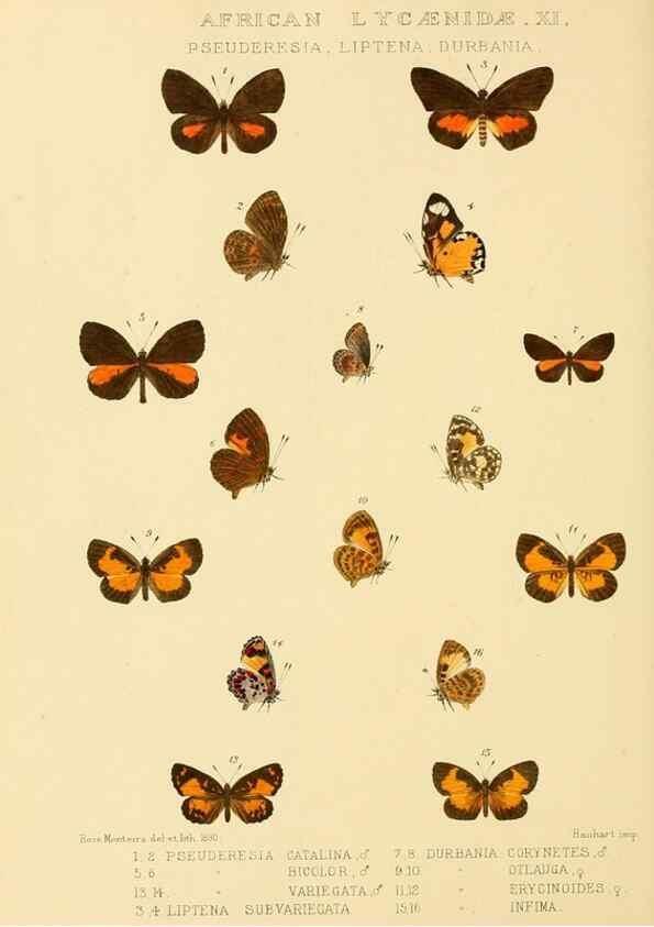 Reproducción/Reproduction 48953946528: Rhopalocera exotica. London :Gurney & Jackson,1887-1902.. 
