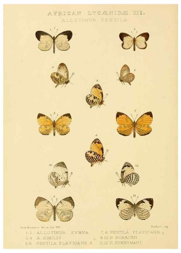 Reproducción/Reproduction 48954497256: Rhopalocera exotica. London :Gurney & Jackson,1887-1902.. 