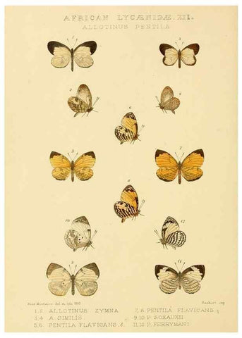 Reproducción/Reproduction 48954497256: Rhopalocera exotica. London :Gurney & Jackson,1887-1902.. 