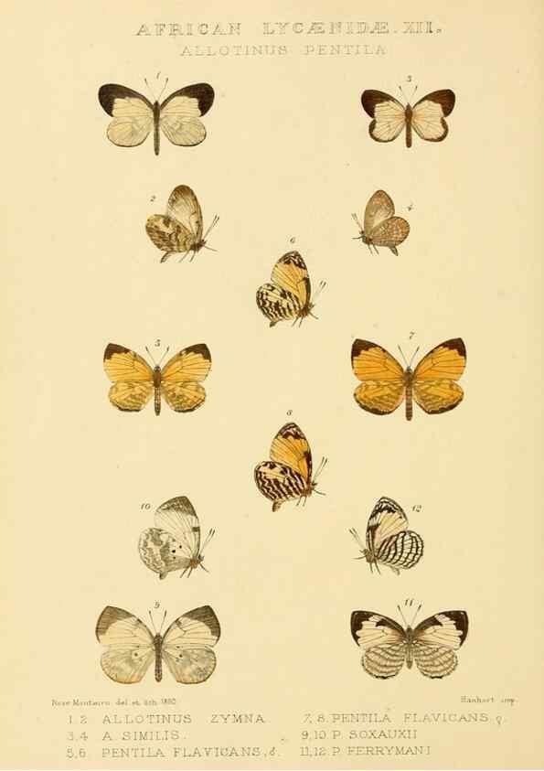 Reproducción/Reproduction 48954497256: Rhopalocera exotica. London :Gurney & Jackson,1887-1902.. 