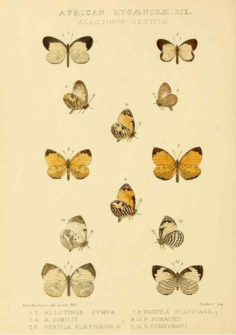 Reproducción/Reproduction 48954497256: Rhopalocera exotica. London :Gurney & Jackson,1887-1902.. 