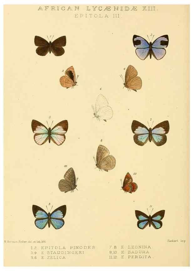 Reproducción/Reproduction 48954685177: Rhopalocera exotica. London :Gurney & Jackson,1887-1902.. 