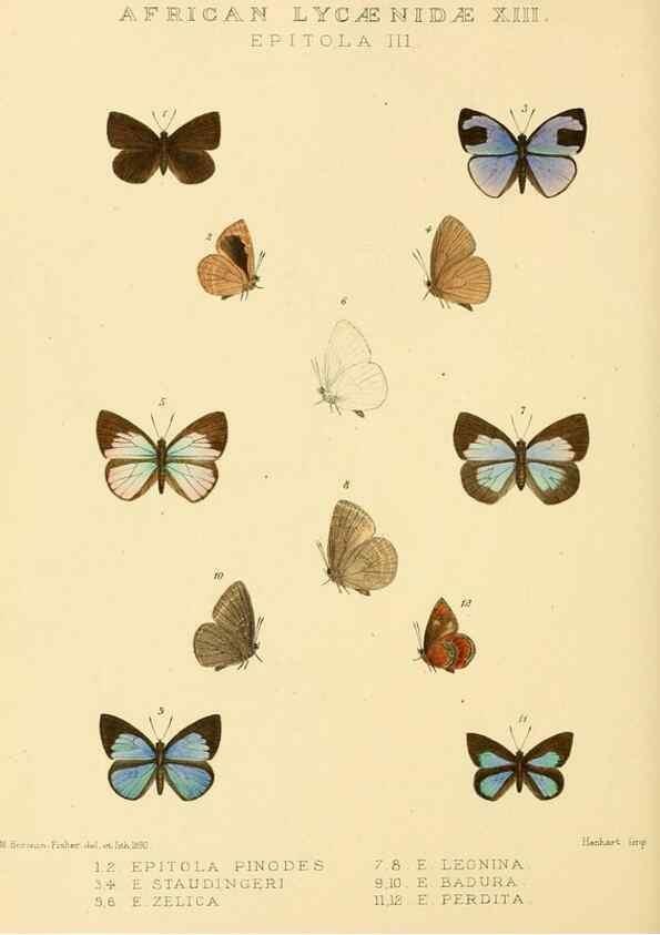 Reproducción/Reproduction 48954685177: Rhopalocera exotica. London :Gurney & Jackson,1887-1902.. 