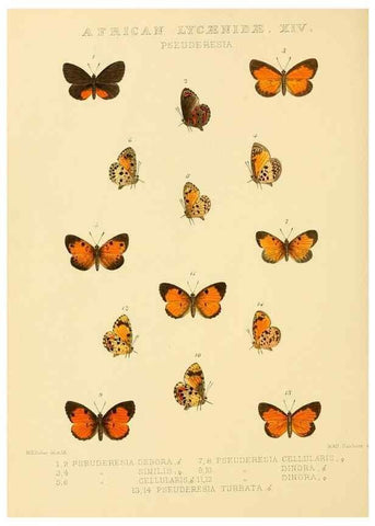 Reproducción/Reproduction 48954685582: Rhopalocera exotica. London :Gurney & Jackson,1887-1902.. 