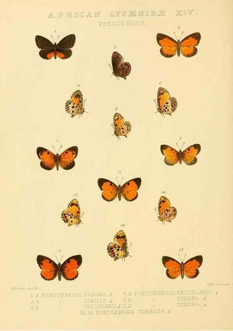 Reproducción/Reproduction 48954685582: Rhopalocera exotica. London :Gurney & Jackson,1887-1902.. 