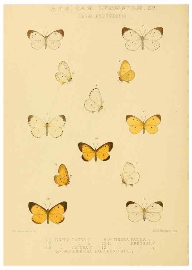 Reproducción/Reproduction 48954686017: Rhopalocera exotica. London :Gurney & Jackson,1887-1902.. 