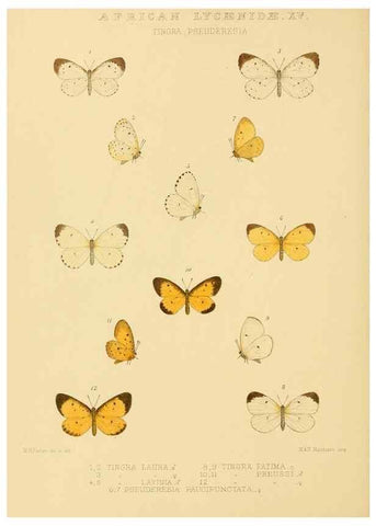 Reproducción/Reproduction 48954686017: Rhopalocera exotica. London :Gurney & Jackson,1887-1902.. 