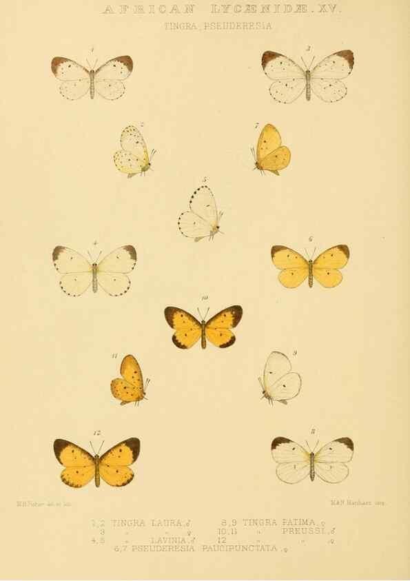 Reproducción/Reproduction 48954686017: Rhopalocera exotica. London :Gurney & Jackson,1887-1902.. 