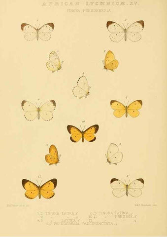Reproducción/Reproduction 48954686017: Rhopalocera exotica. London :Gurney & Jackson,1887-1902.. 