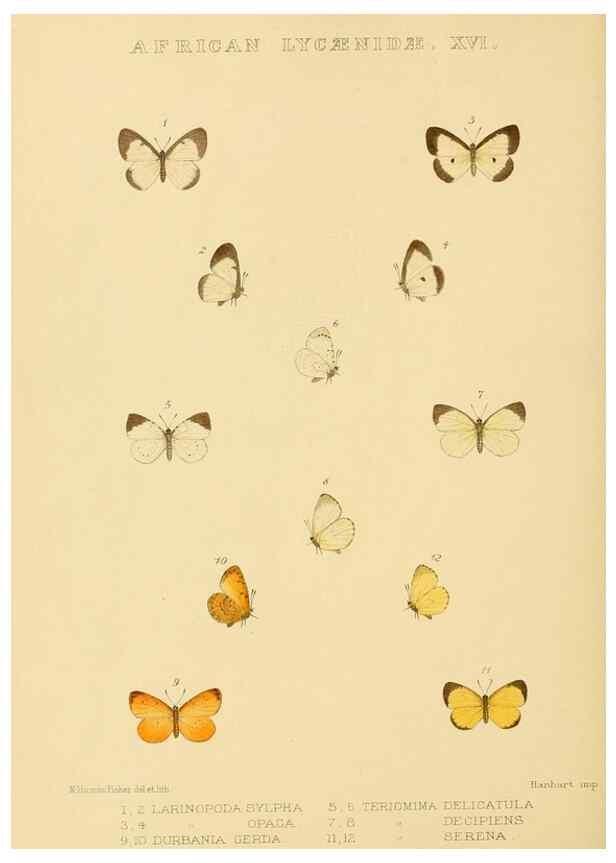 Reproducción/Reproduction 48953948788: Rhopalocera exotica. London :Gurney & Jackson,1887-1902.. 