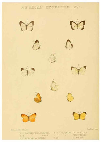 Reproducción/Reproduction 48953948788: Rhopalocera exotica. London :Gurney & Jackson,1887-1902.. 
