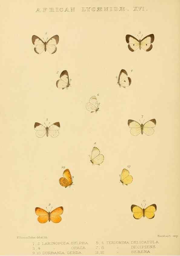 Reproducción/Reproduction 48953948788: Rhopalocera exotica. London :Gurney & Jackson,1887-1902.. 