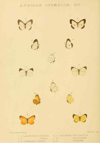 Reproducción/Reproduction 48953948788: Rhopalocera exotica. London :Gurney & Jackson,1887-1902.. 