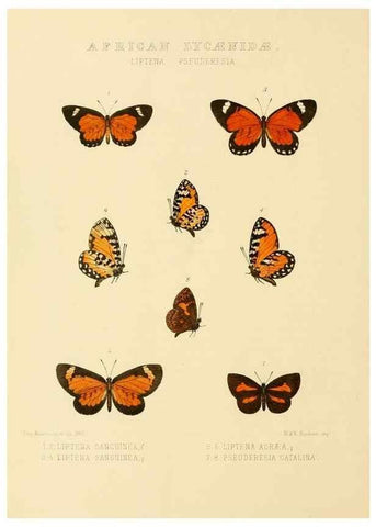 Reproducción/Reproduction 48953941908: Rhopalocera exotica. London :Gurney & Jackson,1887-1902.. 