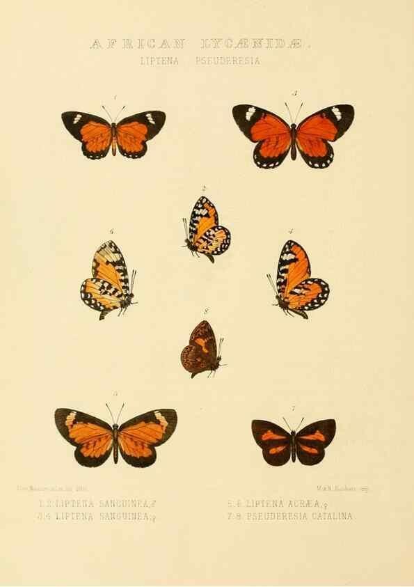 Reproducción/Reproduction 48953941908: Rhopalocera exotica. London :Gurney & Jackson,1887-1902.. 