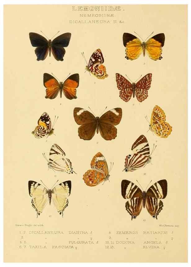 Reproducción/Reproduction 48954492031: Rhopalocera exotica. London :Gurney & Jackson,1887-1902.. 