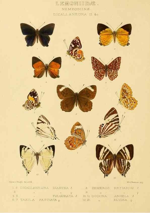 Reproducción/Reproduction 48954492031: Rhopalocera exotica. London :Gurney & Jackson,1887-1902.. 