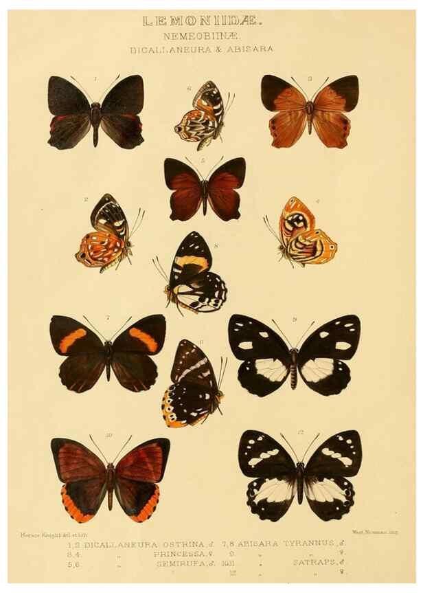 Reproducción/Reproduction 48954678882: Rhopalocera exotica. London :Gurney & Jackson,1887-1902.. 