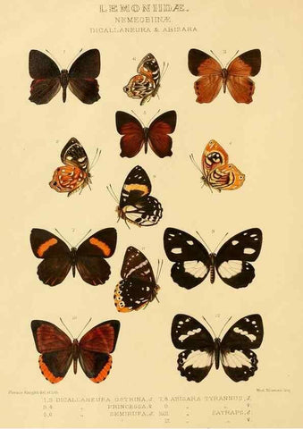 Reproducción/Reproduction 48954678882: Rhopalocera exotica. London :Gurney & Jackson,1887-1902.. 