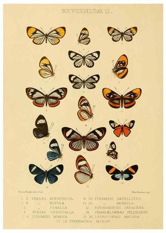 Reproducción/Reproduction 48953940648: Rhopalocera exotica. London :Gurney & Jackson,1887-1902.. 