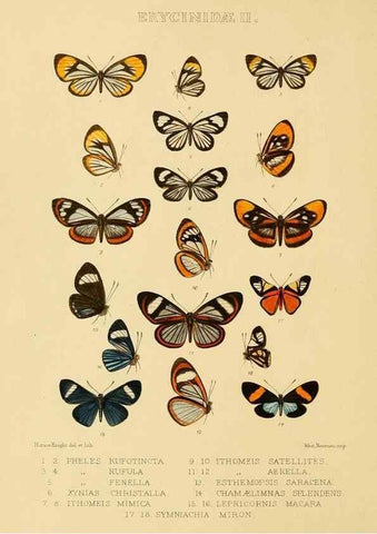 Reproducción/Reproduction 48953940648: Rhopalocera exotica. London :Gurney & Jackson,1887-1902.. 
