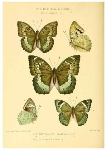 Reproducción/Reproduction 48954448921: Rhopalocera exotica. London :Gurney & Jackson,1887-1902.. 