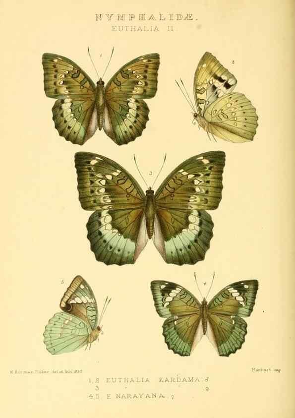 Reproducción/Reproduction 48954448921: Rhopalocera exotica. London :Gurney & Jackson,1887-1902.. 