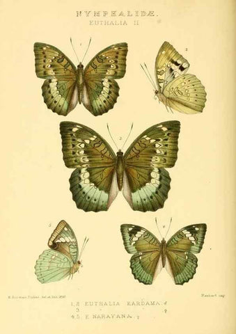 Reproducción/Reproduction 48954448921: Rhopalocera exotica. London :Gurney & Jackson,1887-1902.. 