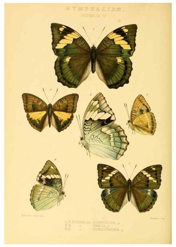 Reproducción/Reproduction 48954449271: Rhopalocera exotica. London :Gurney & Jackson,1887-1902.. 
