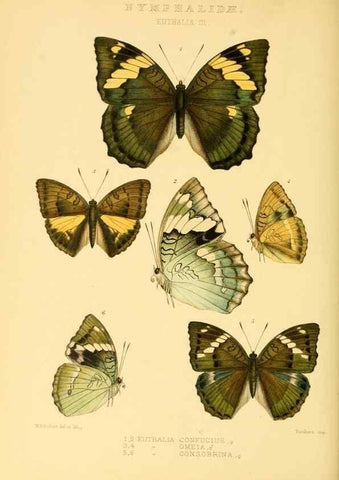 Reproducción/Reproduction 48954449271: Rhopalocera exotica. London :Gurney & Jackson,1887-1902.. 