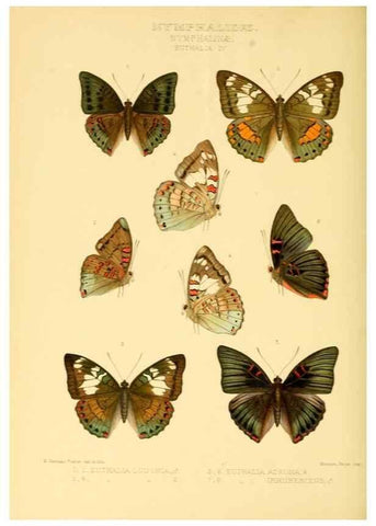 Reproducción/Reproduction 48953899238: Rhopalocera exotica. London :Gurney & Jackson,1887-1902.. 