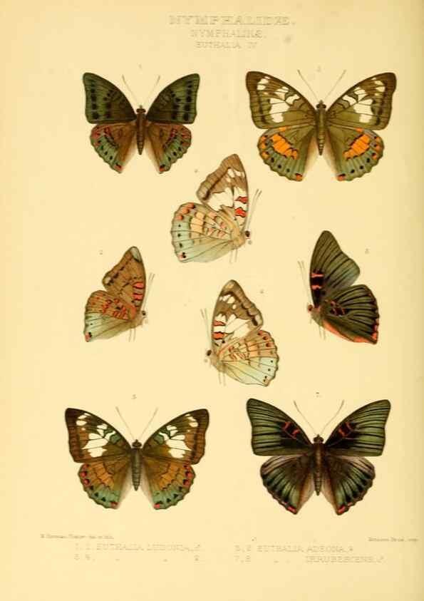 Reproducción/Reproduction 48953899238: Rhopalocera exotica. London :Gurney & Jackson,1887-1902.. 
