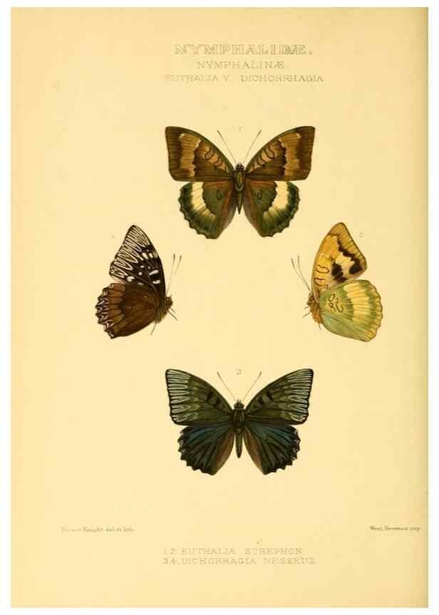Reproducción/Reproduction 48954636672: Rhopalocera exotica. London :Gurney & Jackson,1887-1902.. 