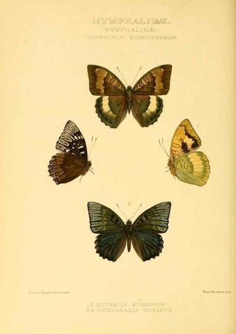 Reproducción/Reproduction 48954636672: Rhopalocera exotica. London :Gurney & Jackson,1887-1902.. 