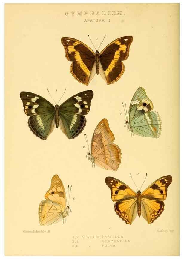 Reproducción/Reproduction 48954450381: Rhopalocera exotica. London :Gurney & Jackson,1887-1902.. 