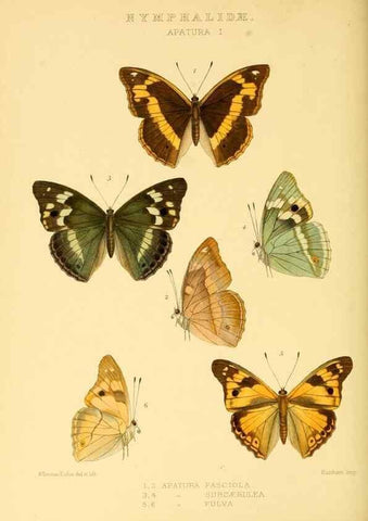 Reproducción/Reproduction 48954450381: Rhopalocera exotica. London :Gurney & Jackson,1887-1902.. 