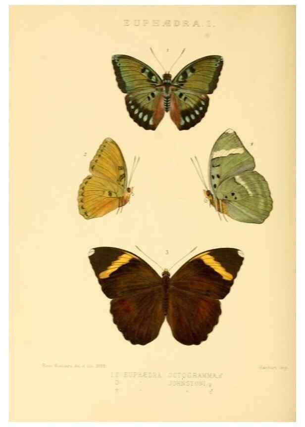 Reproducción/Reproduction 48954637377: Rhopalocera exotica. London :Gurney & Jackson,1887-1902.. 