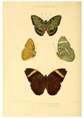 Reproducción/Reproduction 48954637377: Rhopalocera exotica. London :Gurney & Jackson,1887-1902.. 