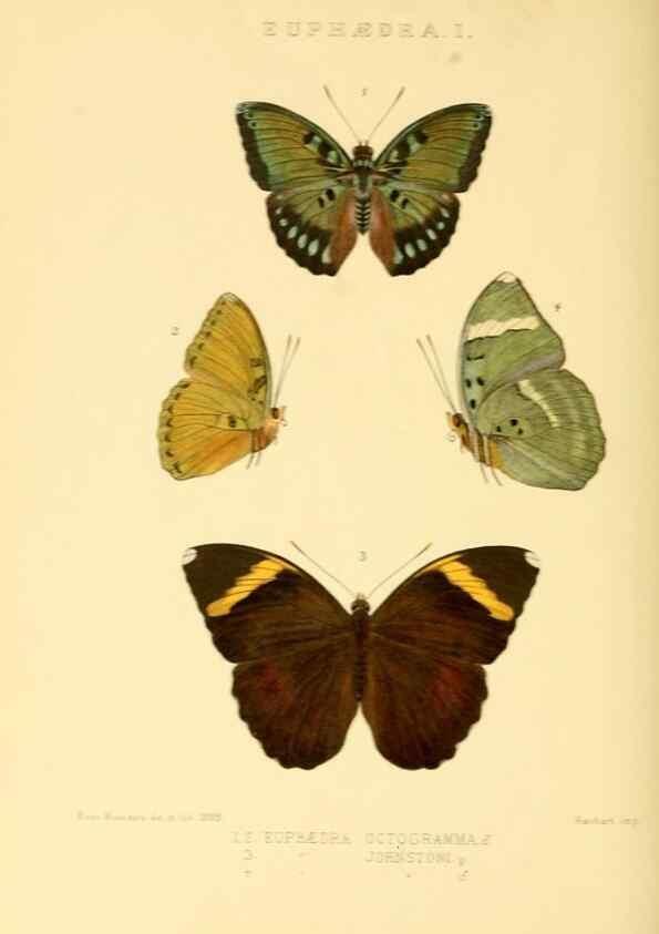 Reproducción/Reproduction 48954637377: Rhopalocera exotica. London :Gurney & Jackson,1887-1902.. 