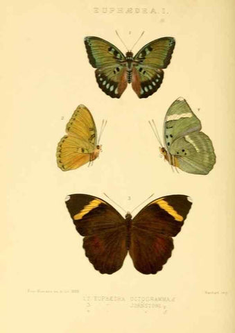 Reproducción/Reproduction 48954637377: Rhopalocera exotica. London :Gurney & Jackson,1887-1902.. 
