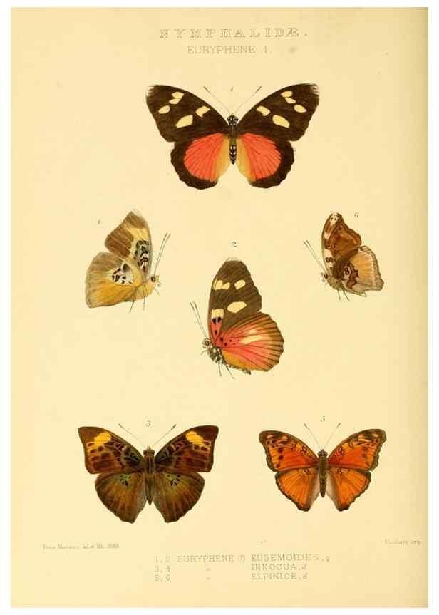 Reproducción/Reproduction 48954637747: Rhopalocera exotica. London :Gurney & Jackson,1887-1902.. 