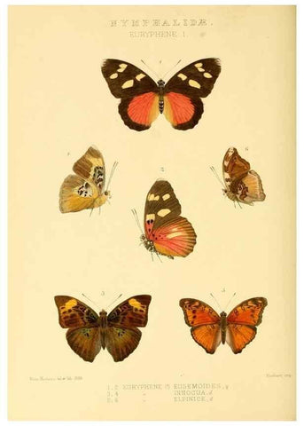 Reproducción/Reproduction 48954637747: Rhopalocera exotica. London :Gurney & Jackson,1887-1902.. 