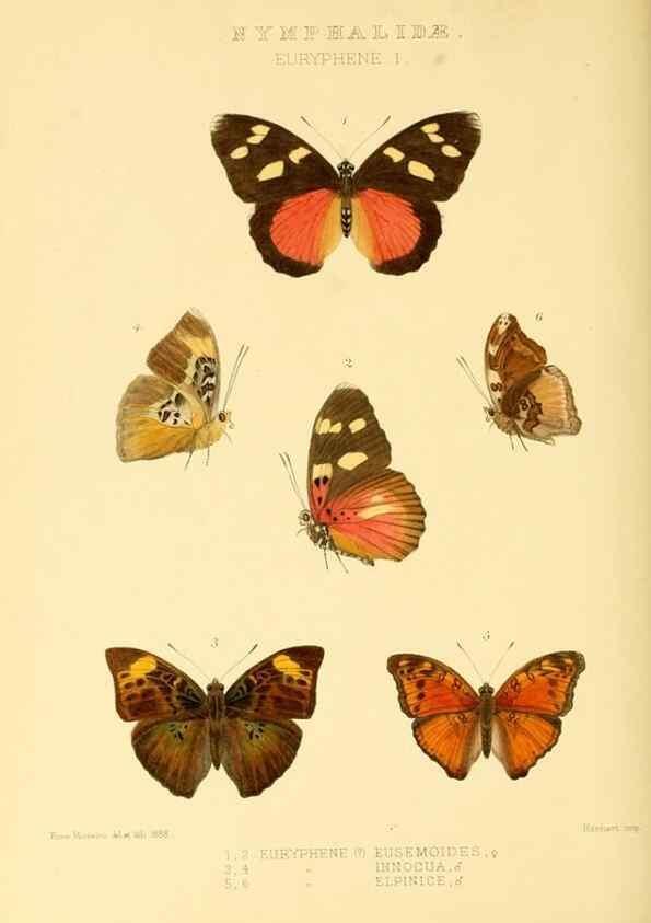Reproducción/Reproduction 48954637747: Rhopalocera exotica. London :Gurney & Jackson,1887-1902.. 