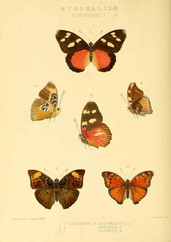 Reproducción/Reproduction 48954637747: Rhopalocera exotica. London :Gurney & Jackson,1887-1902.. 