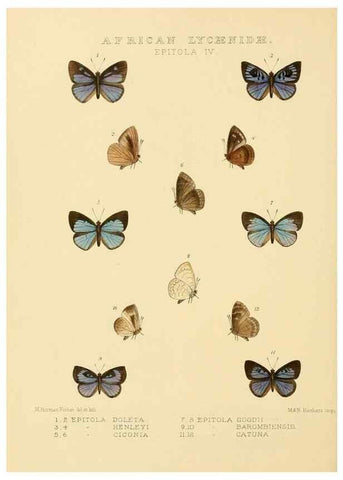 Reproducción/Reproduction 48954499421: Rhopalocera exotica. London :Gurney & Jackson,1887-1902.. 