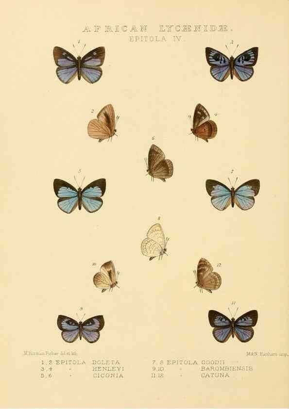 Reproducción/Reproduction 48954499421: Rhopalocera exotica. London :Gurney & Jackson,1887-1902.. 
