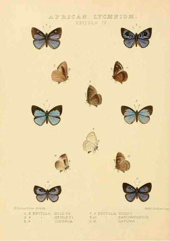 Reproducción/Reproduction 48954499421: Rhopalocera exotica. London :Gurney & Jackson,1887-1902.. 