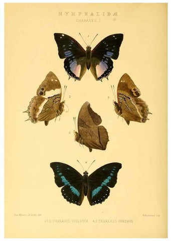 Reproducción/Reproduction 48954638217: Rhopalocera exotica. London :Gurney & Jackson,1887-1902.. 