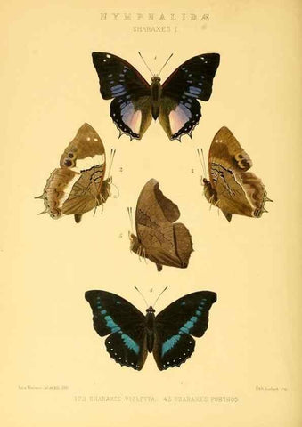Reproducción/Reproduction 48954638217: Rhopalocera exotica. London :Gurney & Jackson,1887-1902.. 
