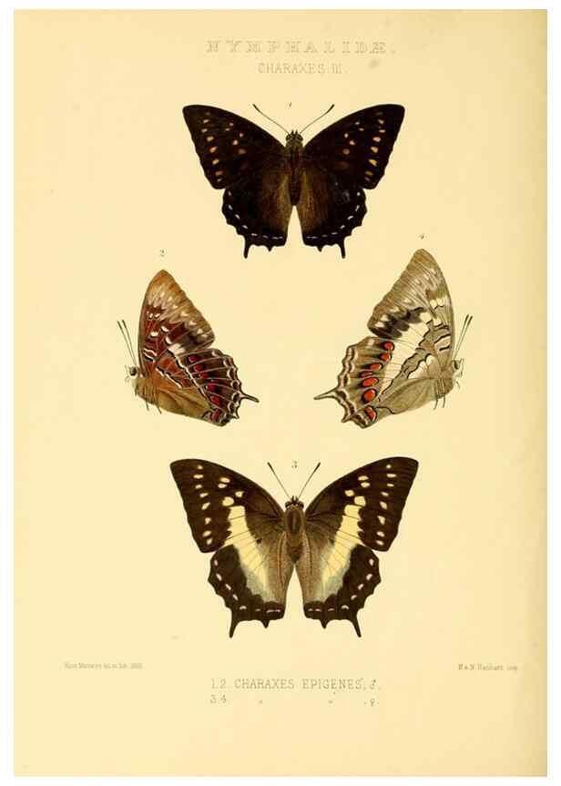 Reproducción/Reproduction 48954452146: Rhopalocera exotica. London :Gurney & Jackson,1887-1902.. 